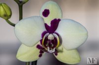 orchids_terni 1 feb 14